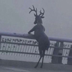 Meet your Posher, Vincent